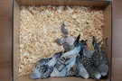 130925 --- R29, R30, R31, R32, R33 och R34
